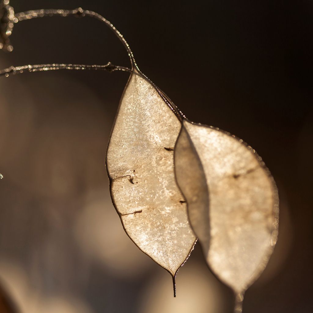 Lunaria rediviva