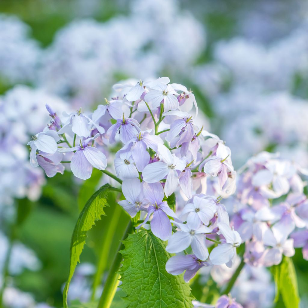 Lunaria rediviva