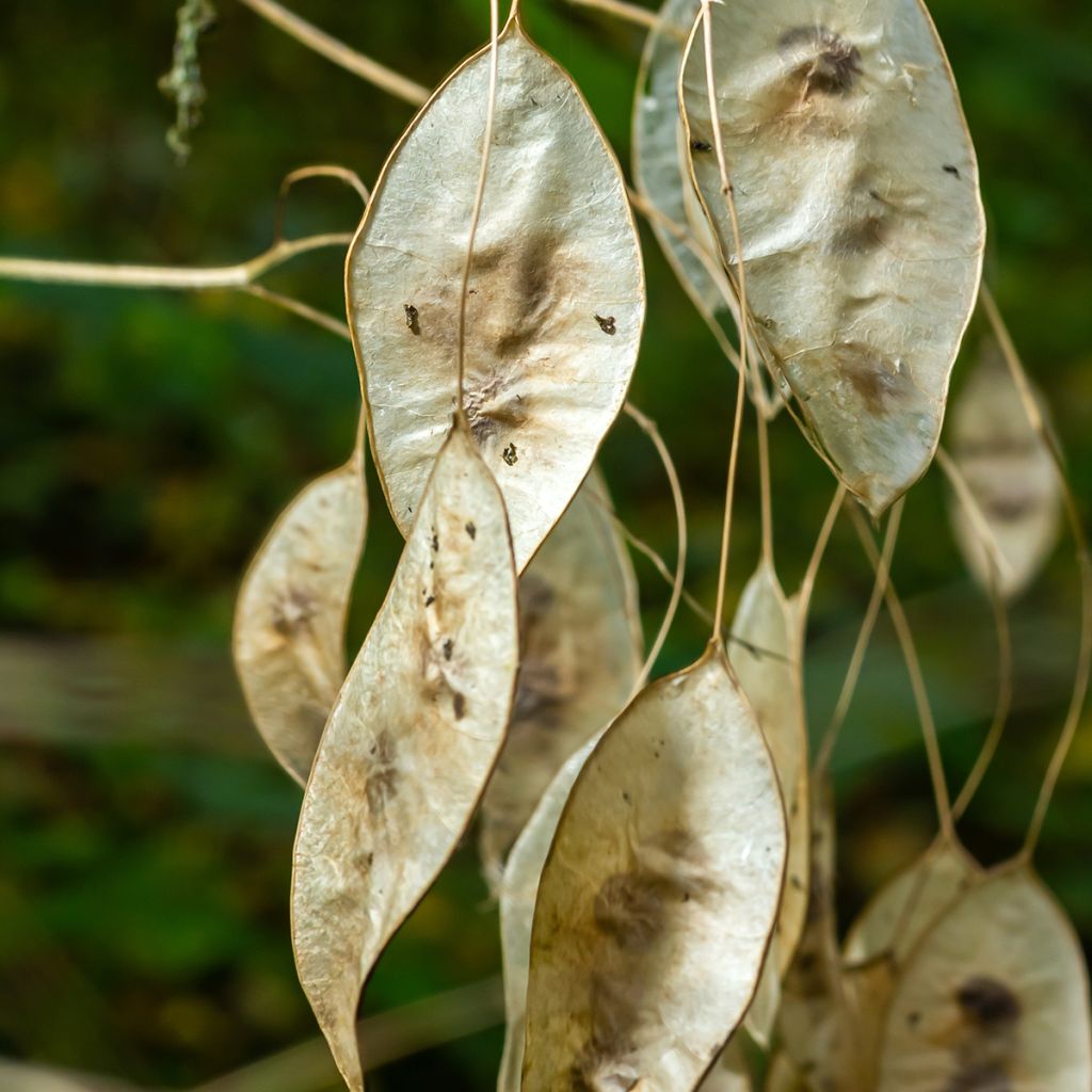 Lunaria rediviva