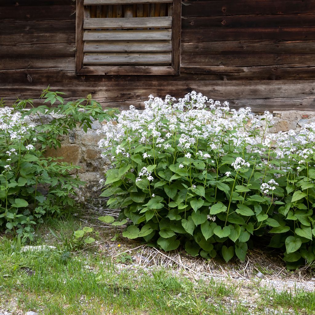 Lunaria rediviva