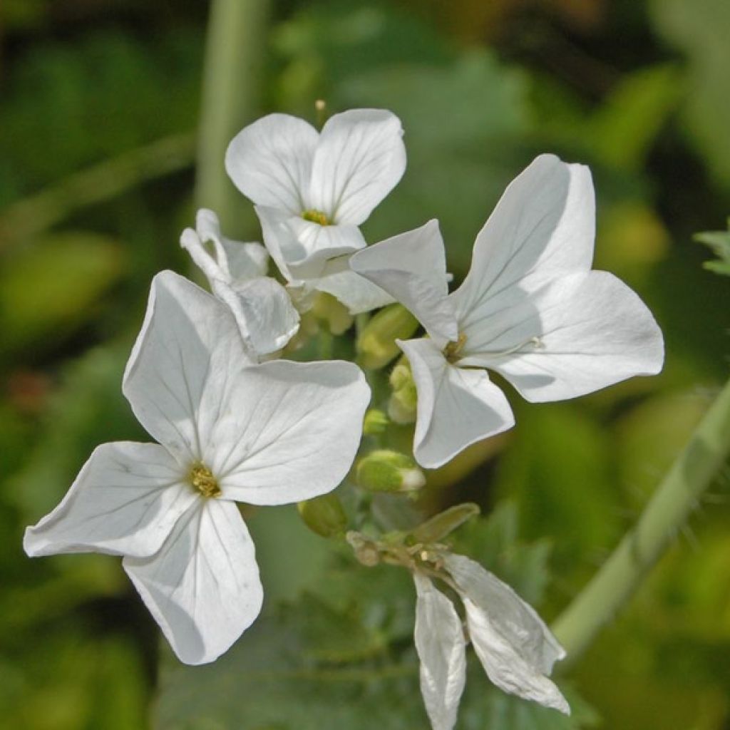 Lunaria annua Alba