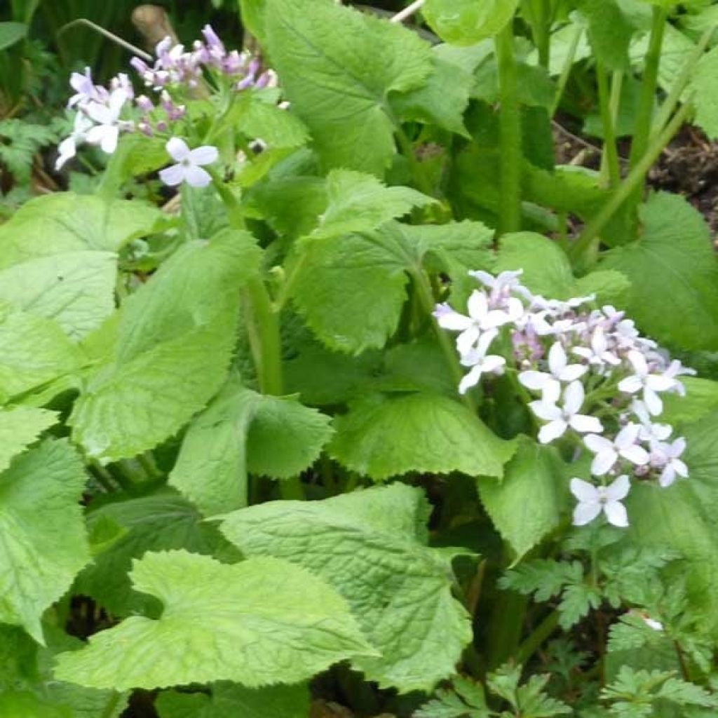 Lunaire vivace - Lunaria rediviva