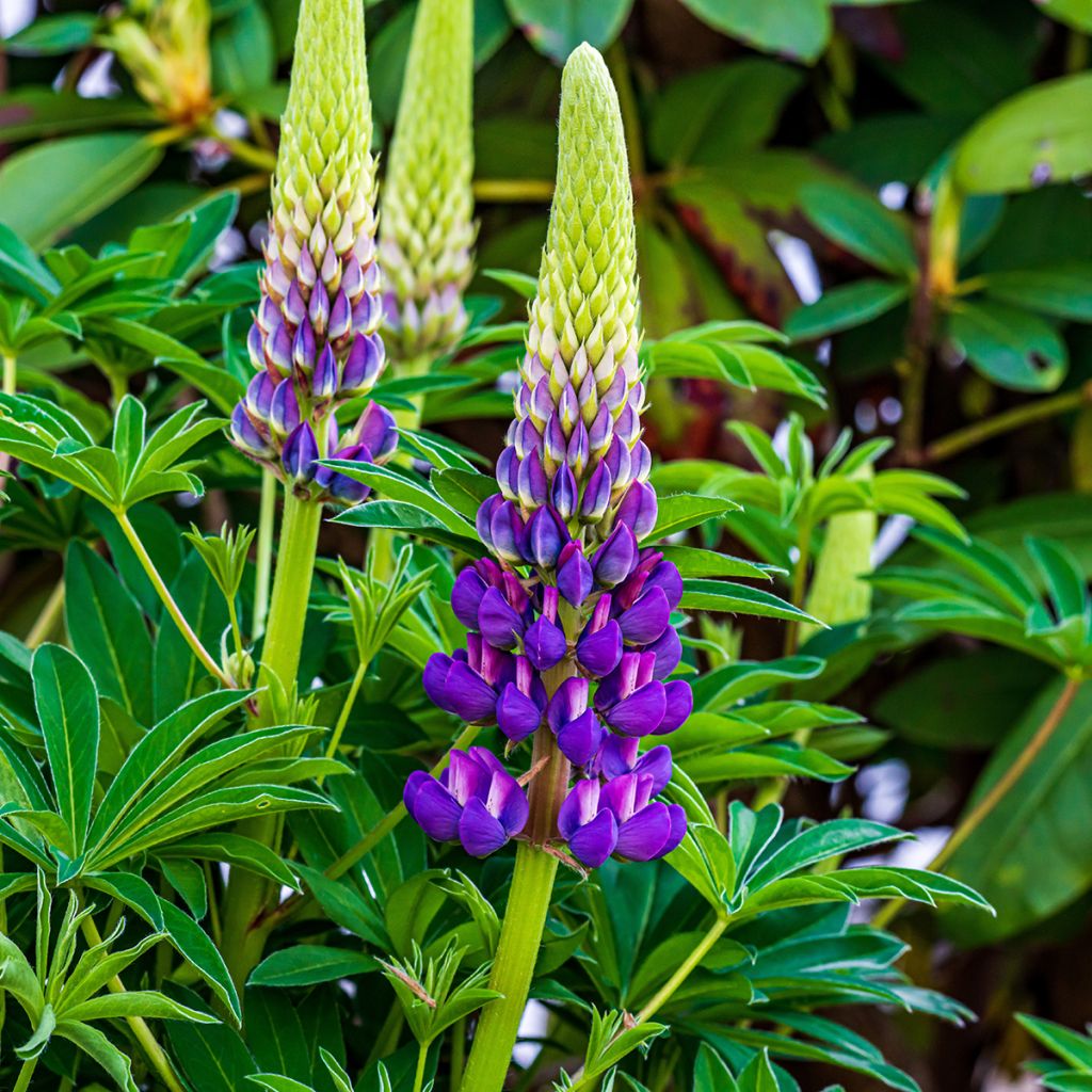 Lupinus Gallery Blue