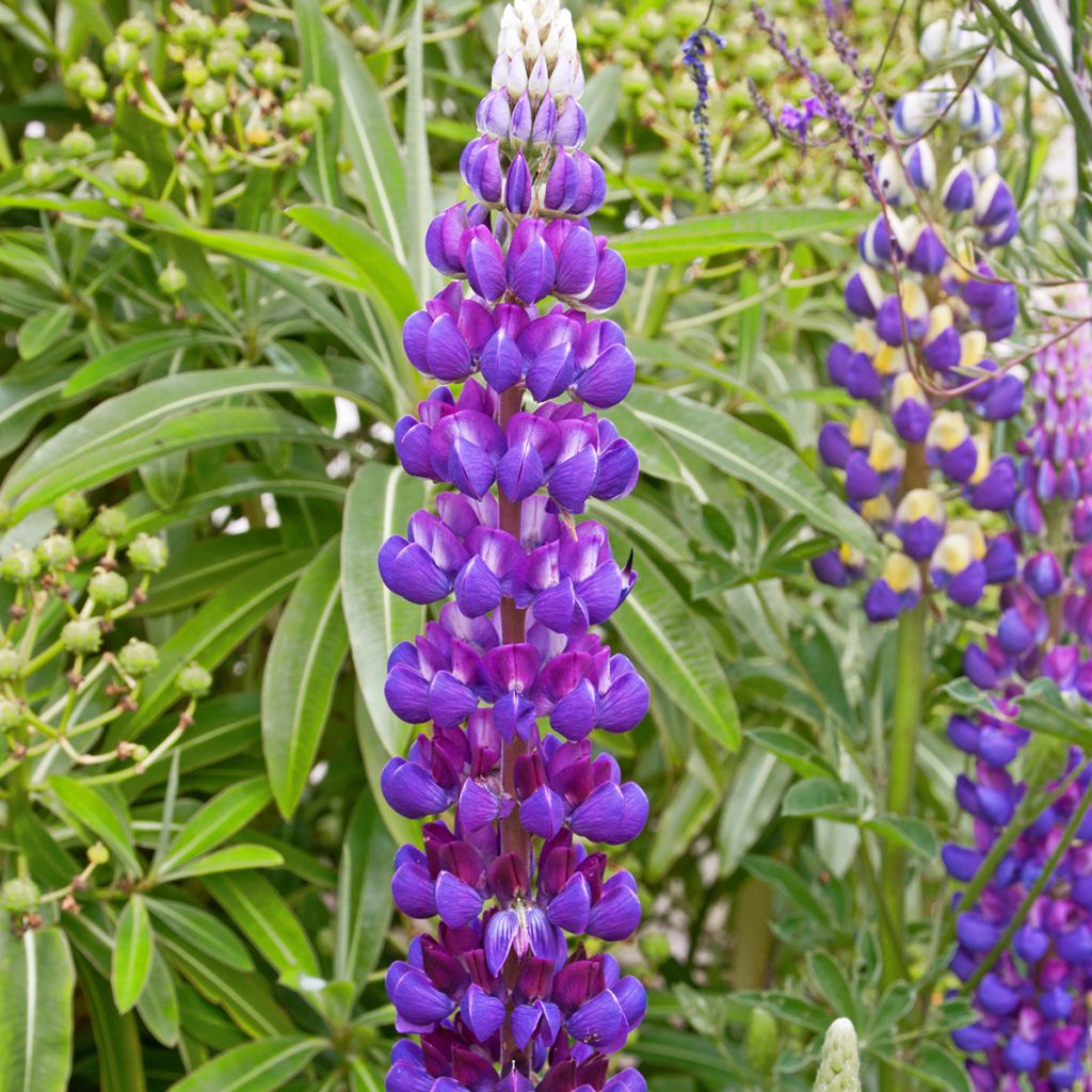 Lupinus Gallery Blue