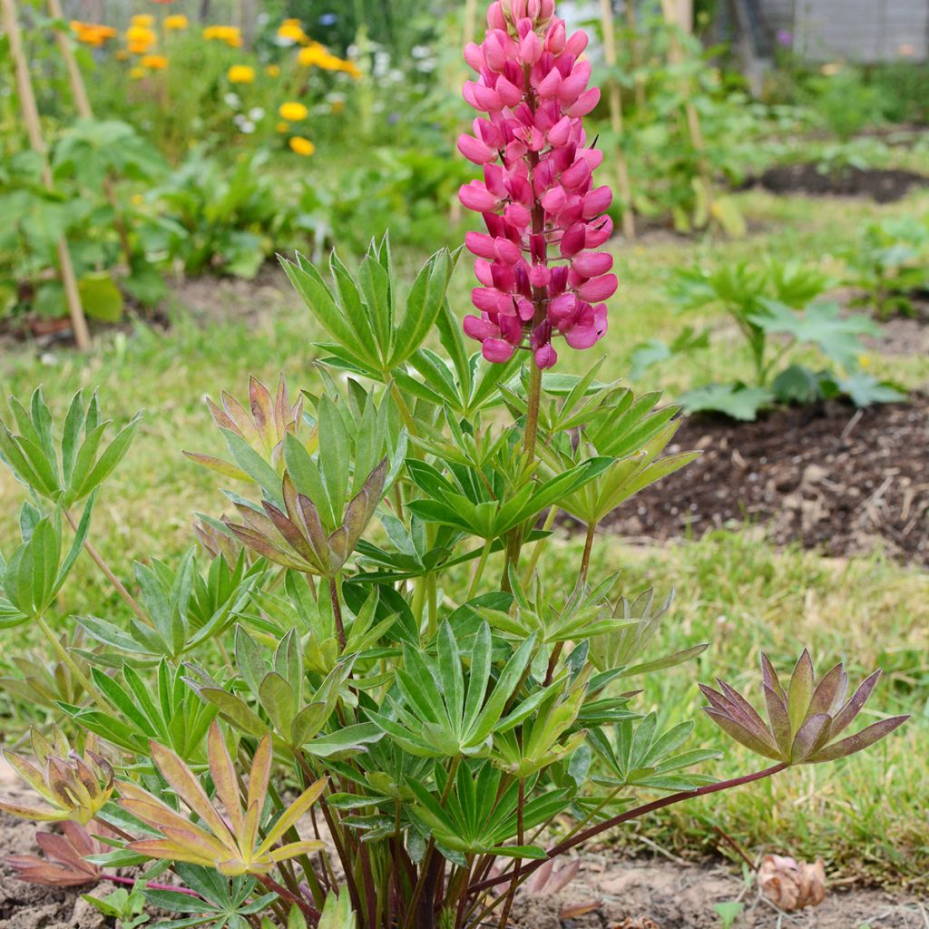 Lupinus Gallery Pink