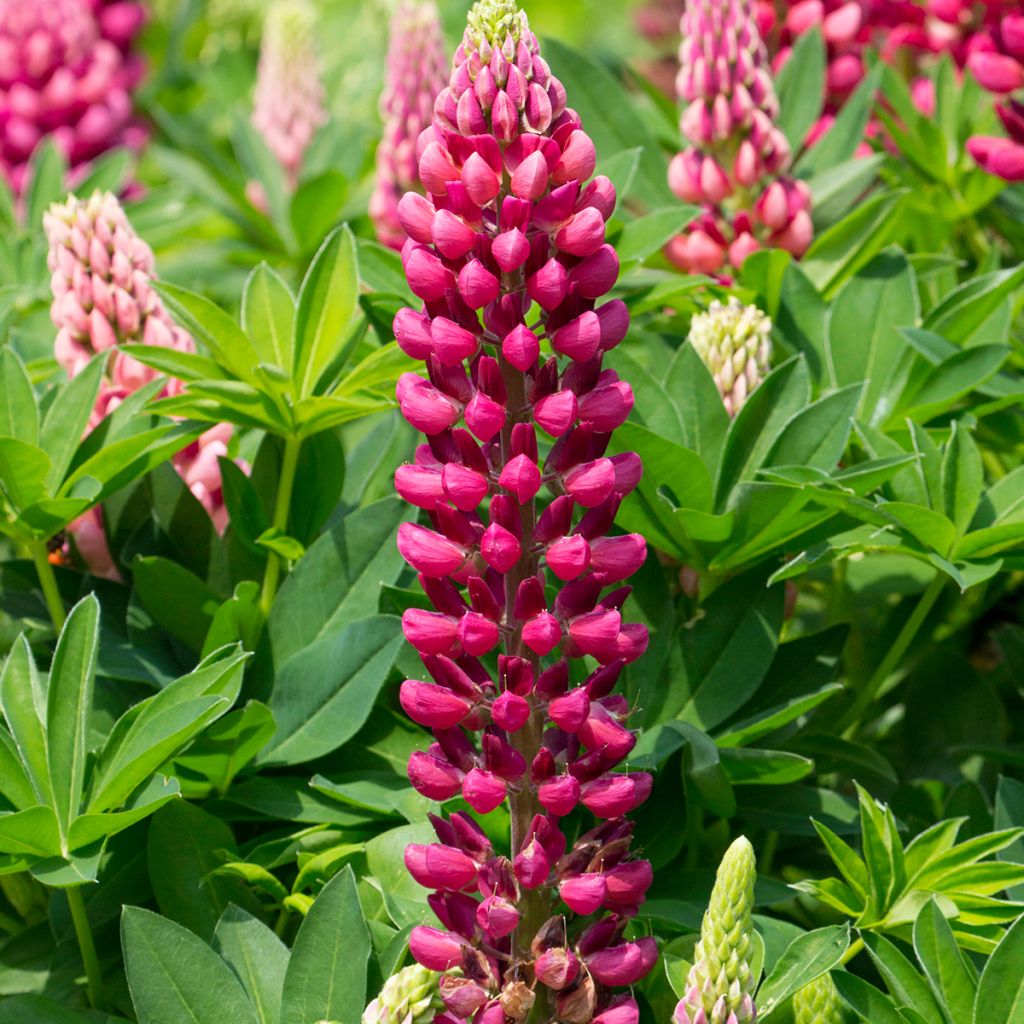 Lupinus Gallery Red