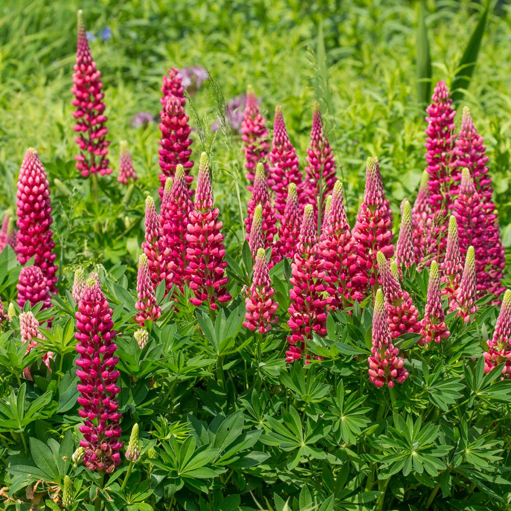 Lupinus Gallery Red