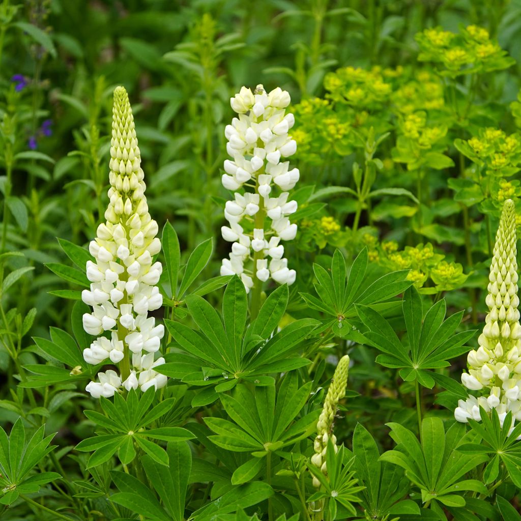 Lupinus Gallery White