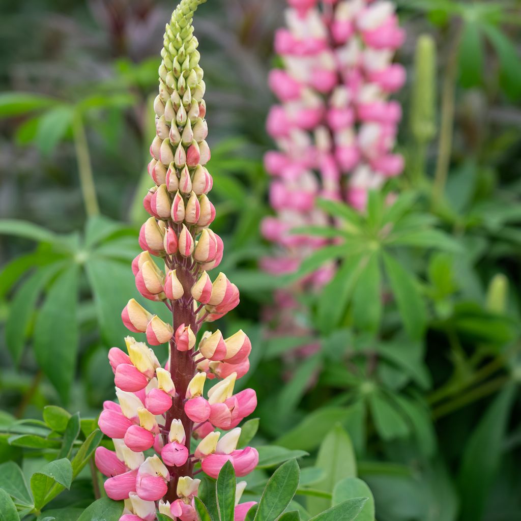 Lupinus polyphyllus The Chatelaine