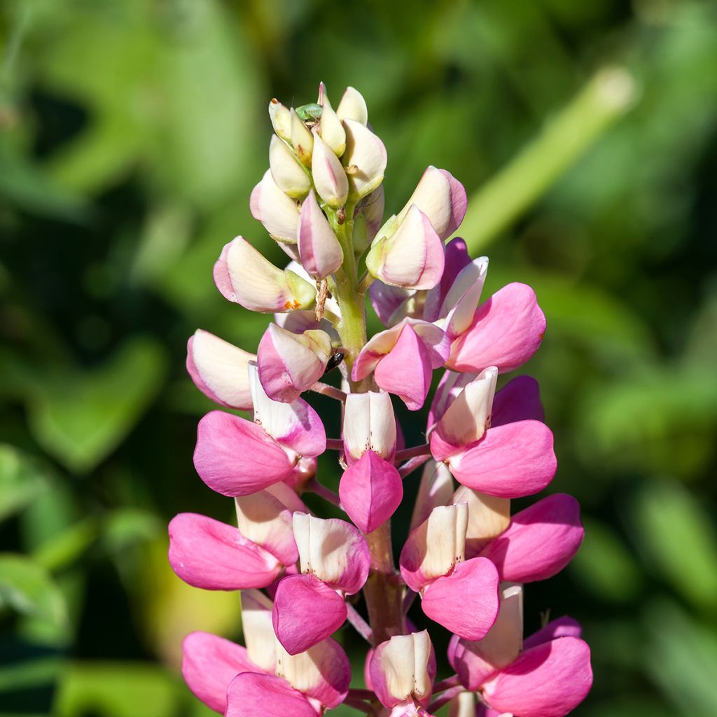 Lupinus polyphyllus The Chatelaine