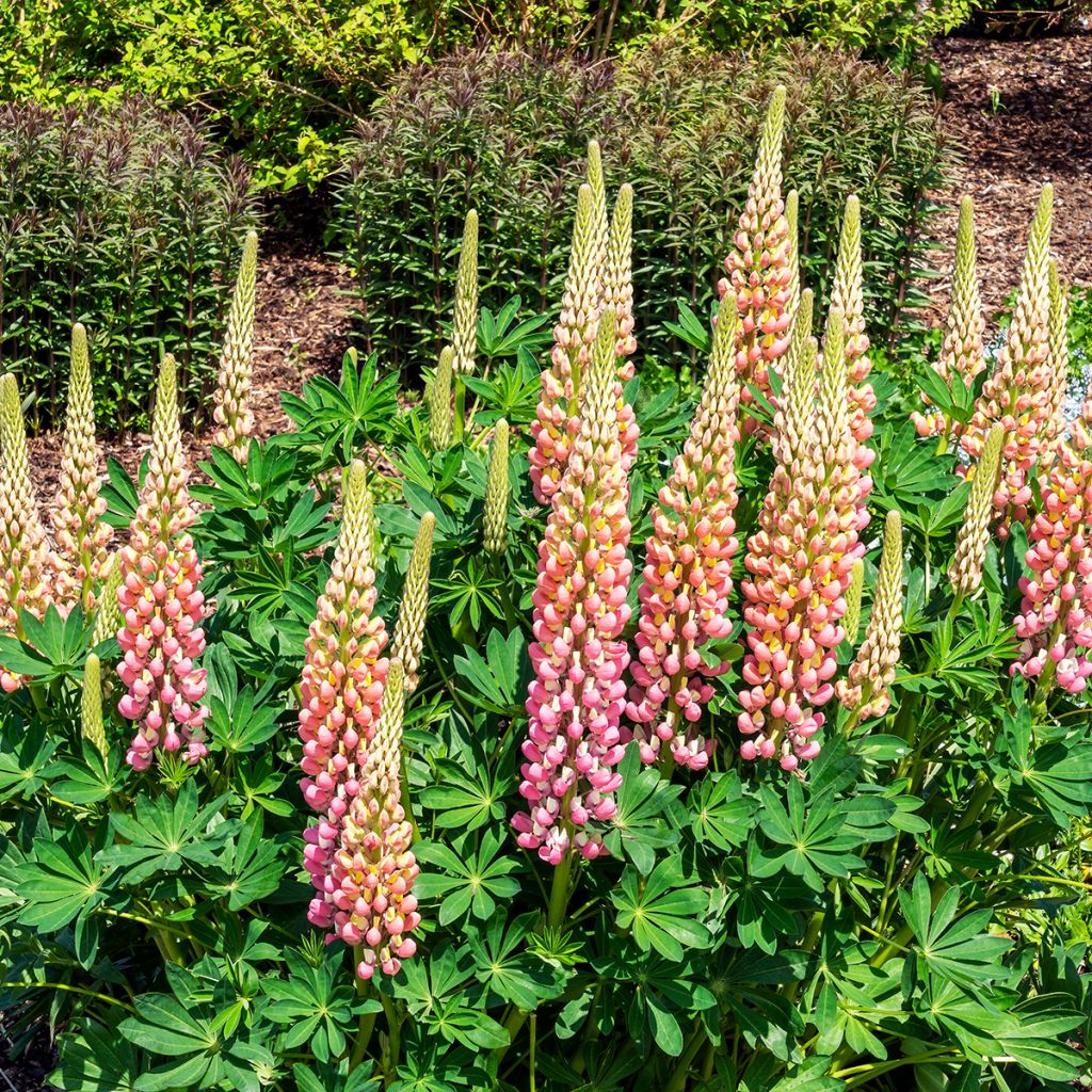 Lupinus polyphyllus The Chatelaine