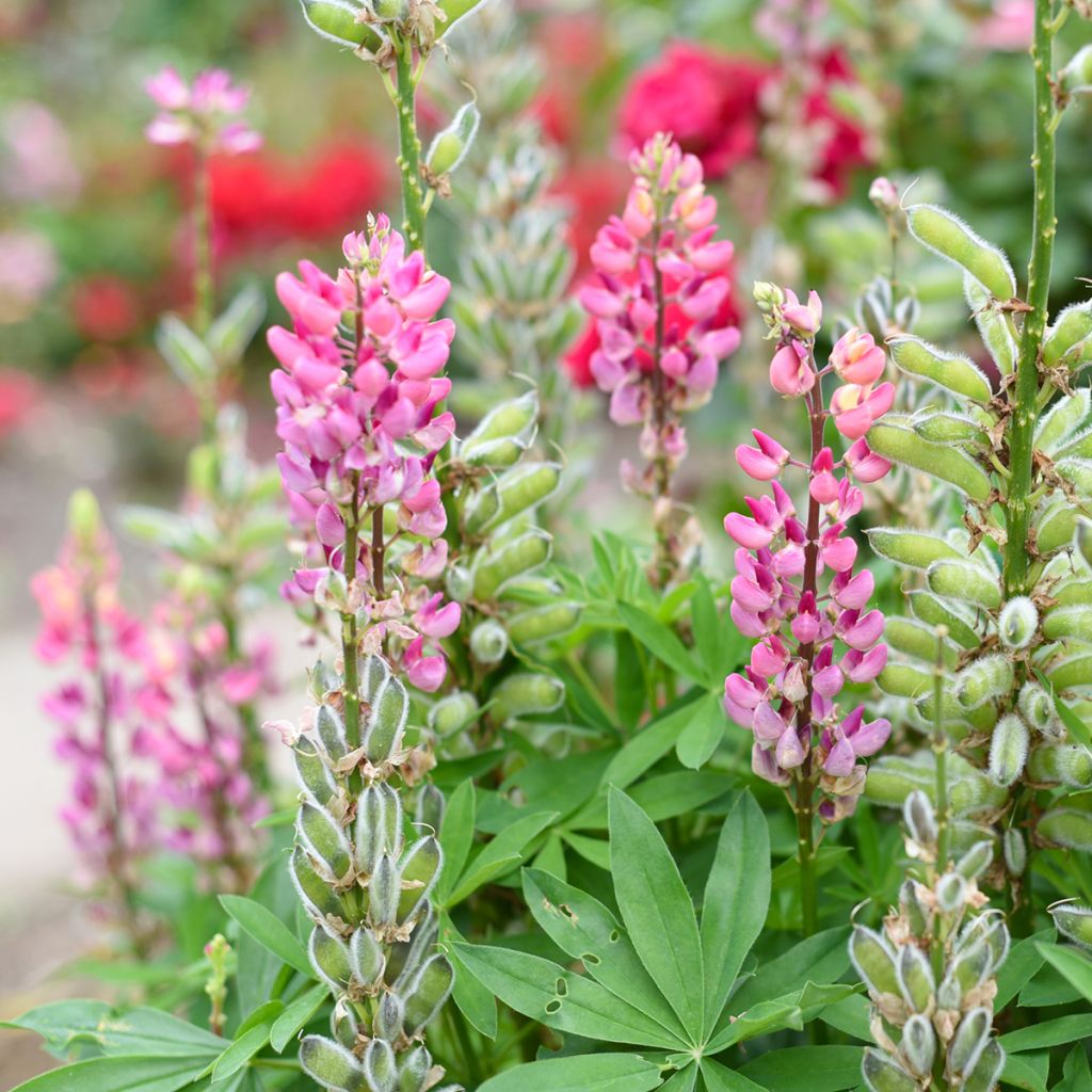 Lupinus polyphyllus The Chatelaine