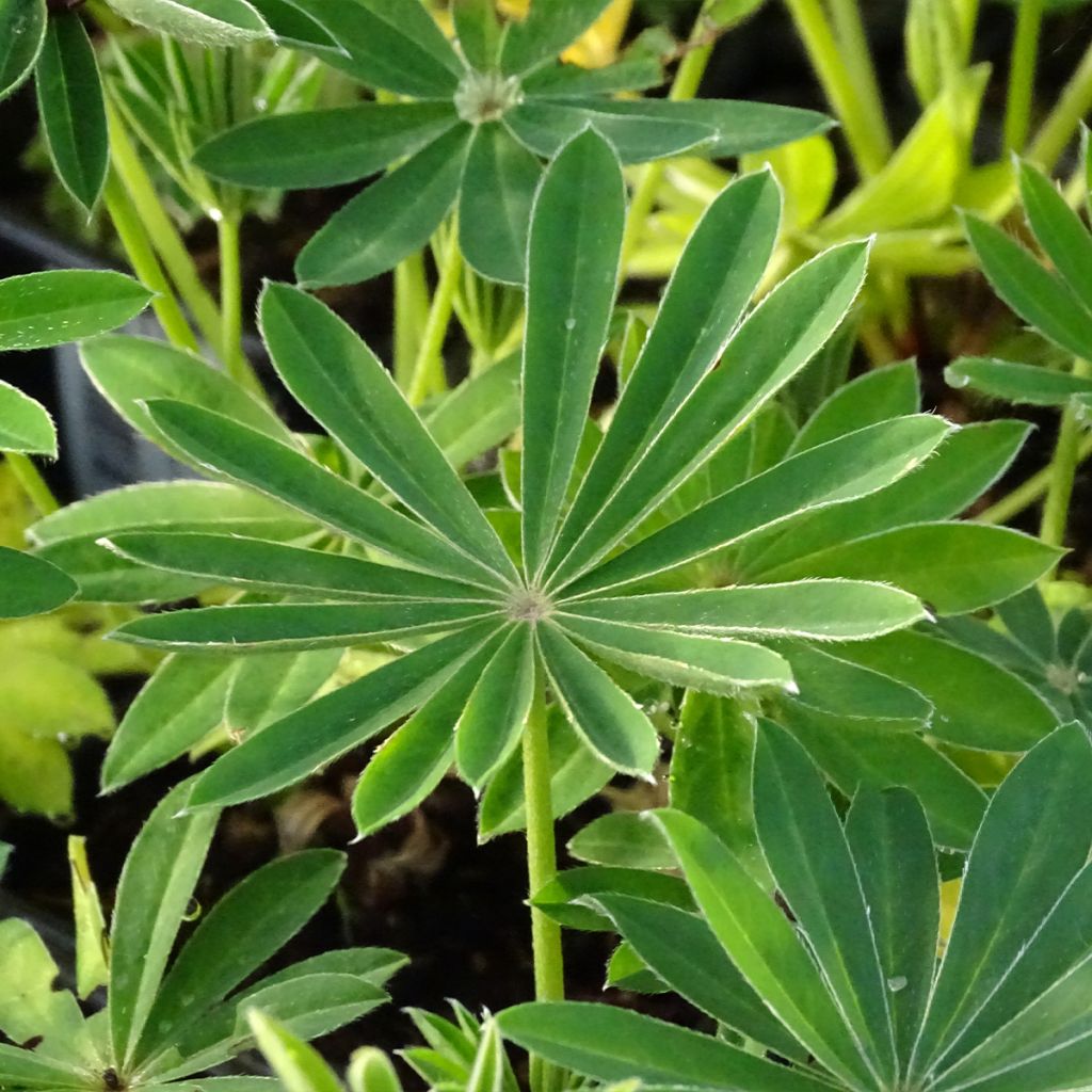 Lupin La Demoiselle (Noble Maiden) blanc