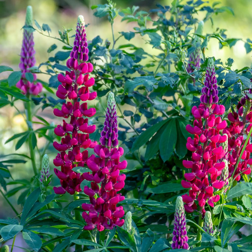 Lupinus polyphyllus My Castle