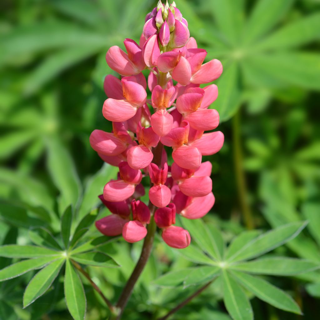 Lupinus polyphyllus My Castle