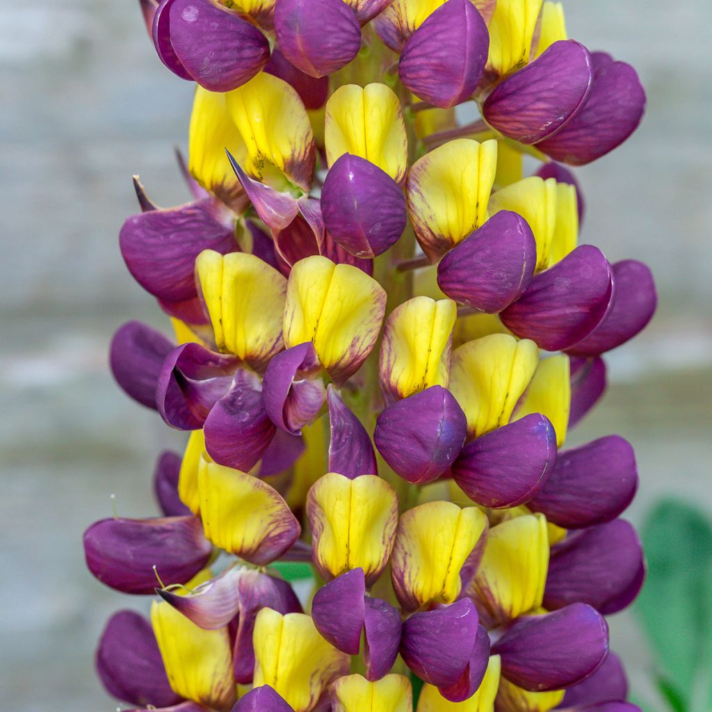 Lupinus West Country Manhattan Lights