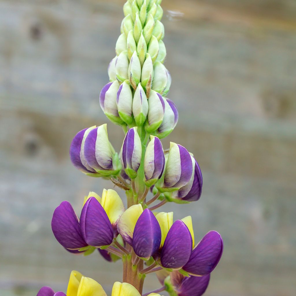 Lupinus West Country Manhattan Lights