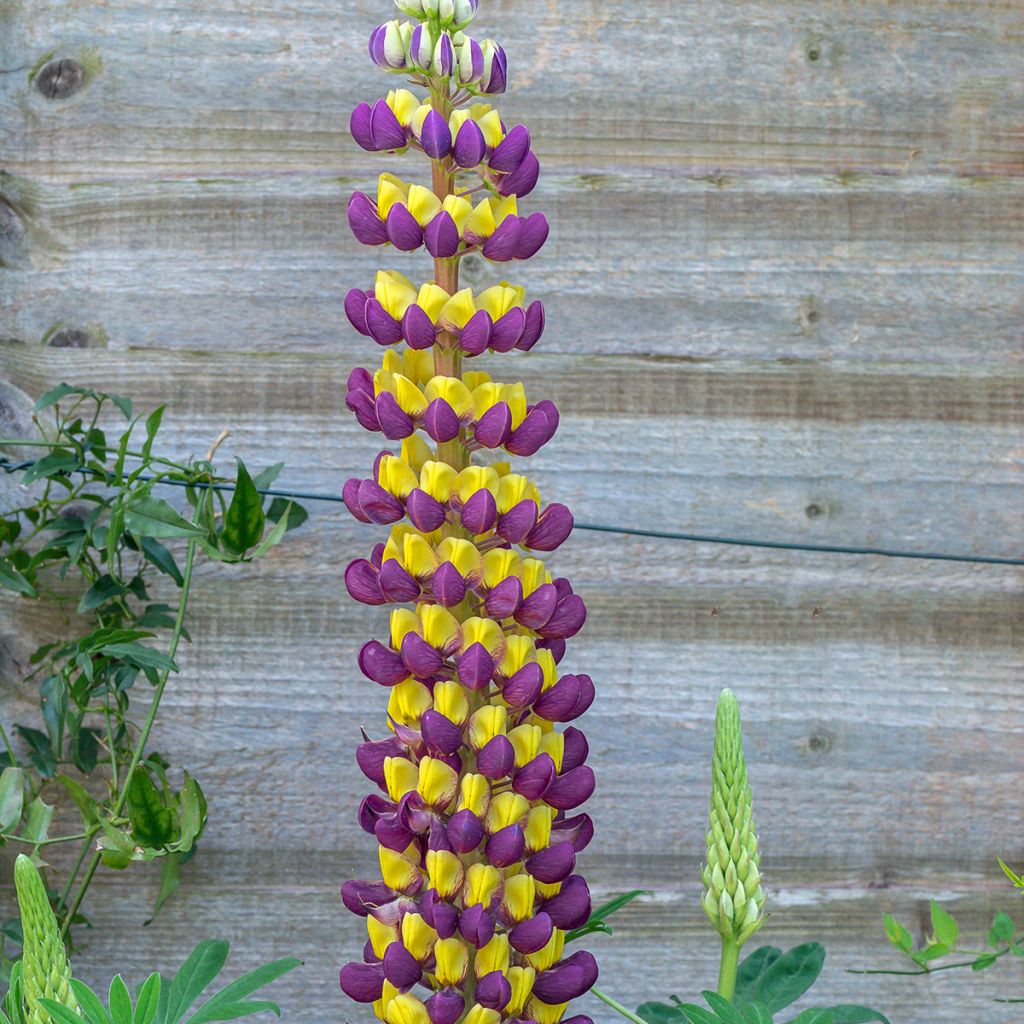 Lupinus West Country Manhattan Lights