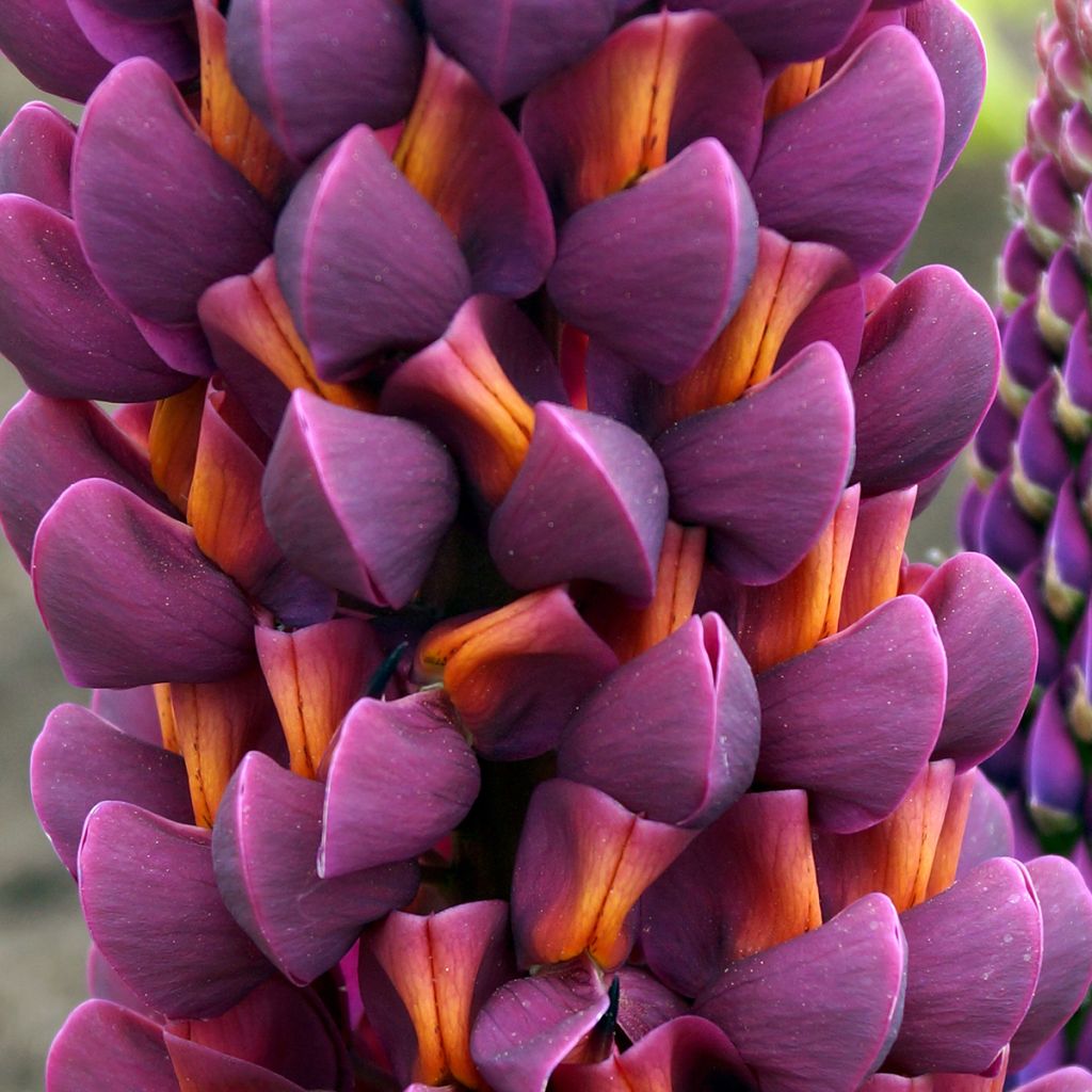 Lupinus polyphyllus Masterpiece