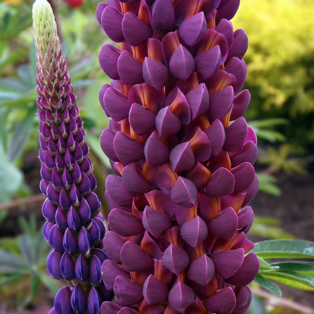 Lupinus polyphyllus Masterpiece