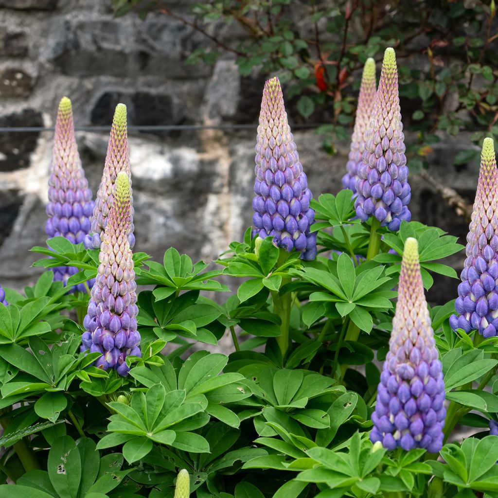 Lupinus polyphyllus West Country Persian Slipper