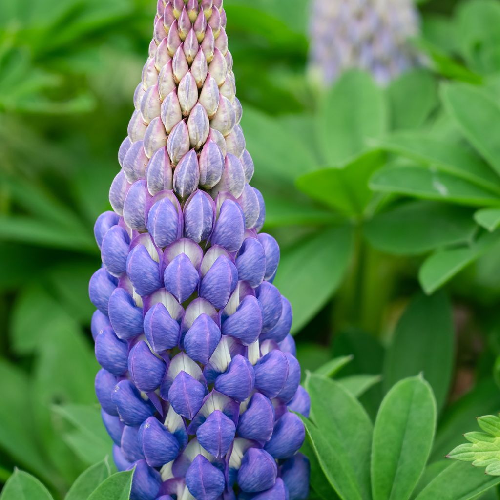 Lupinus polyphyllus West Country Persian Slipper