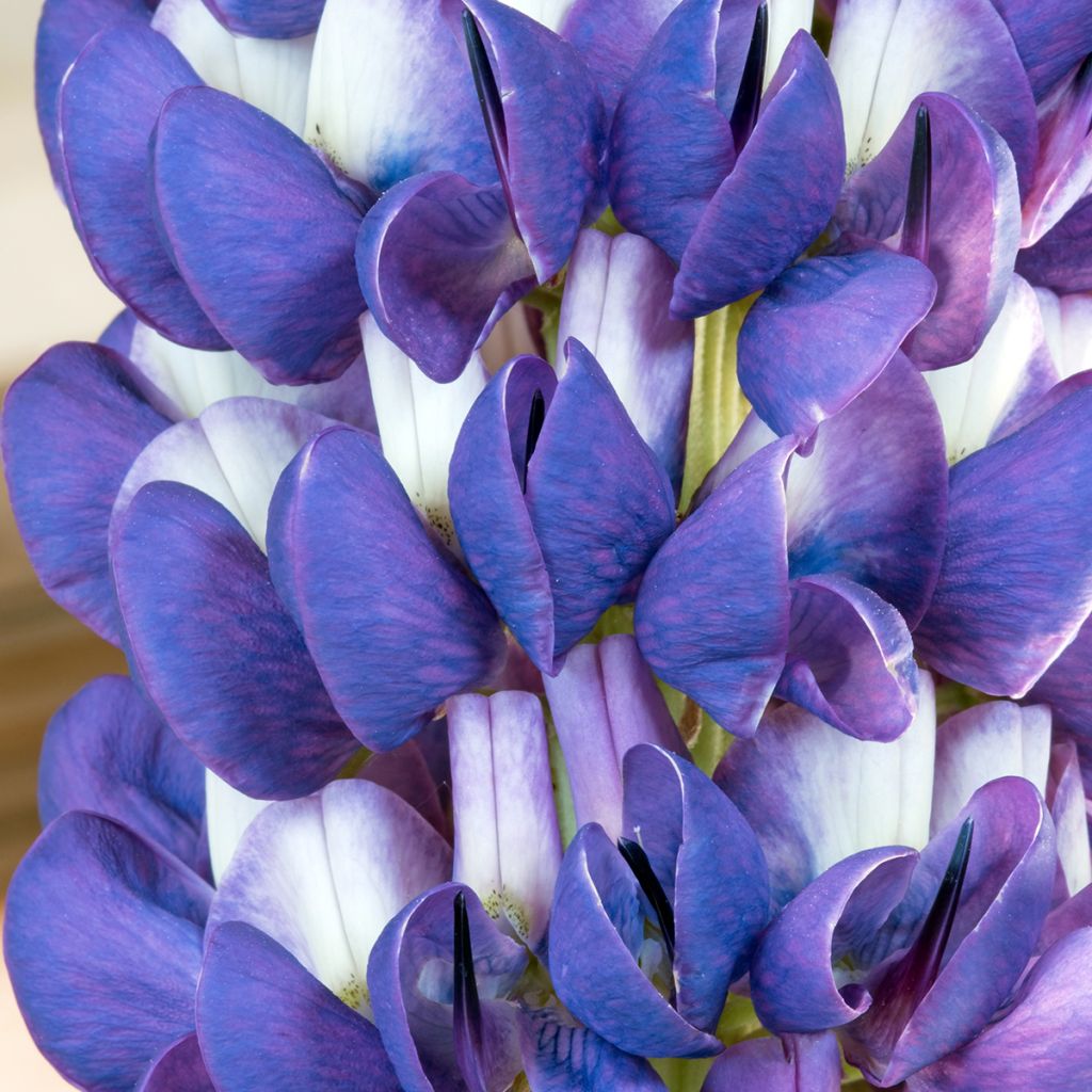 Lupinus polyphyllus West Country Persian Slipper