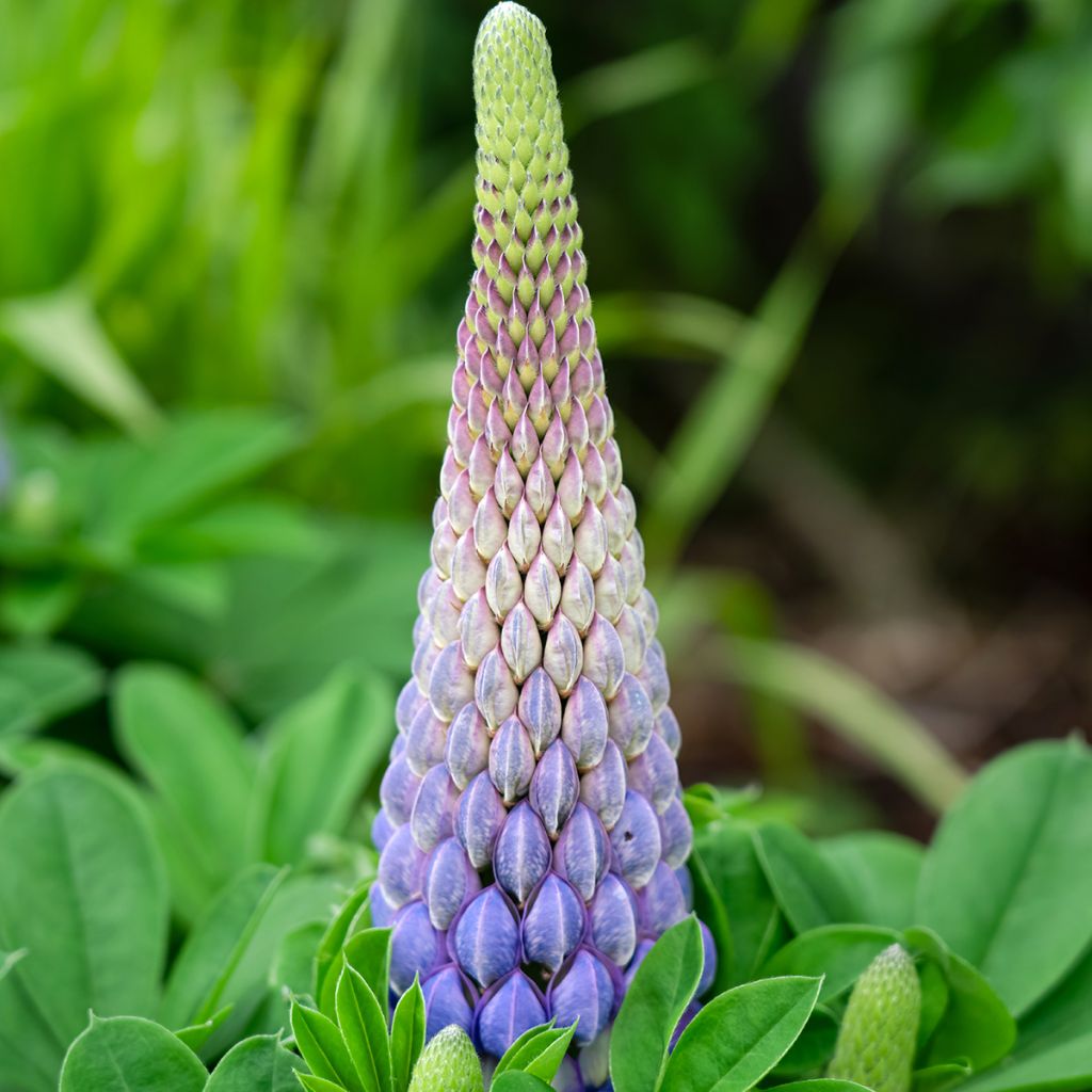 Lupinus polyphyllus West Country Persian Slipper