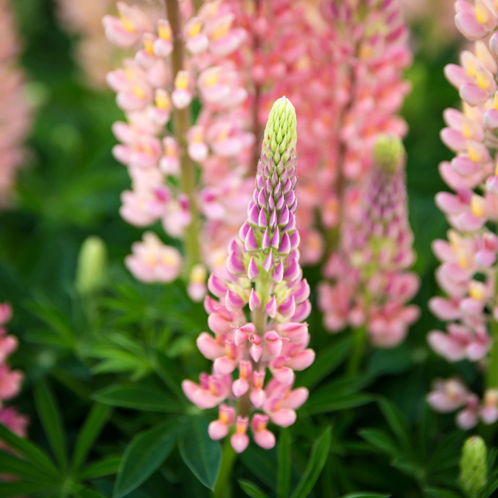 Lupinus polyphyllus West Country Salmon Star
