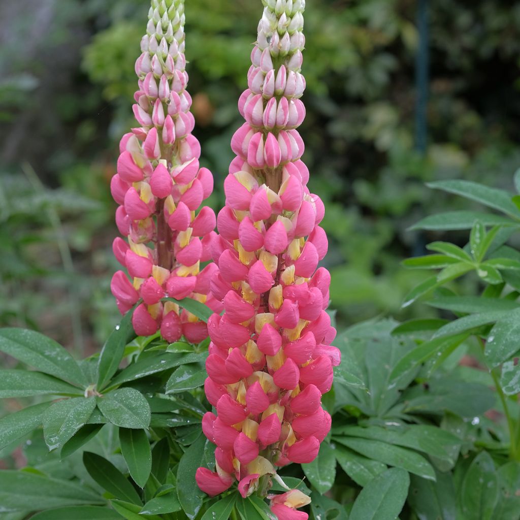 Lupinus polyphyllus West Country Tequila Flame