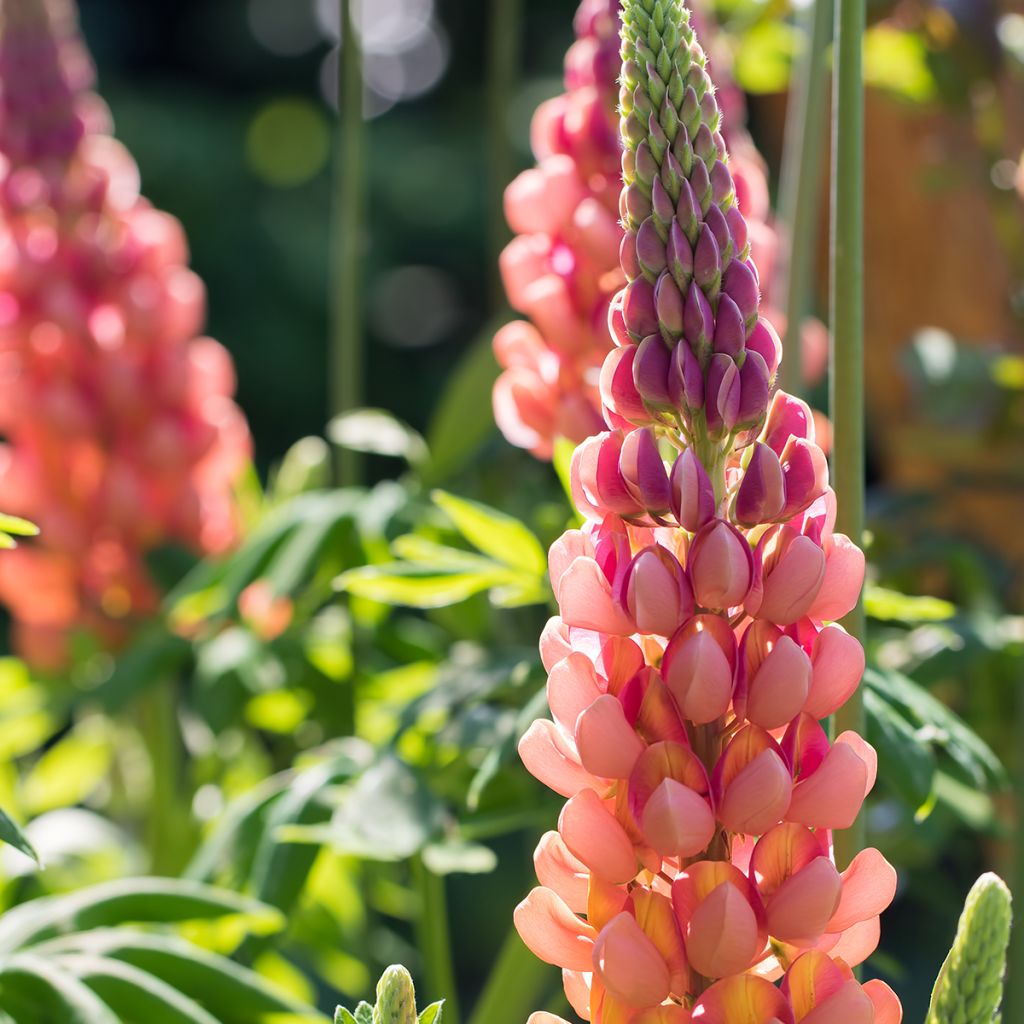 Lupinus polyphyllus West Country Terracotta