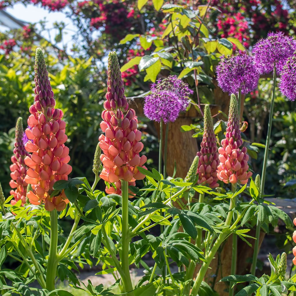 Lupinus polyphyllus West Country Terracotta