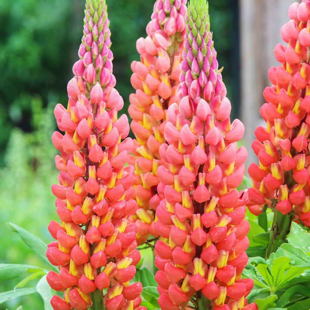 Lupinus polyphyllus West Country Terracotta