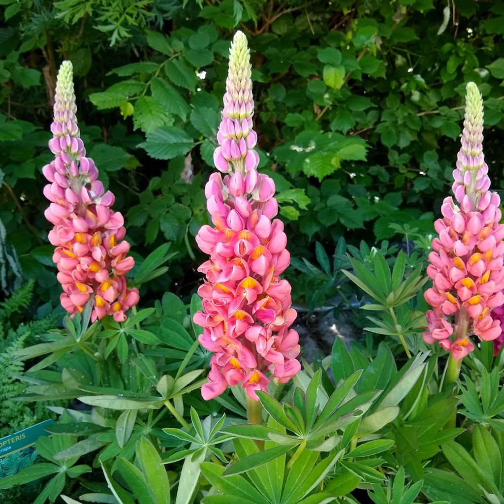 Lupinus polyphyllus West Country Terracotta