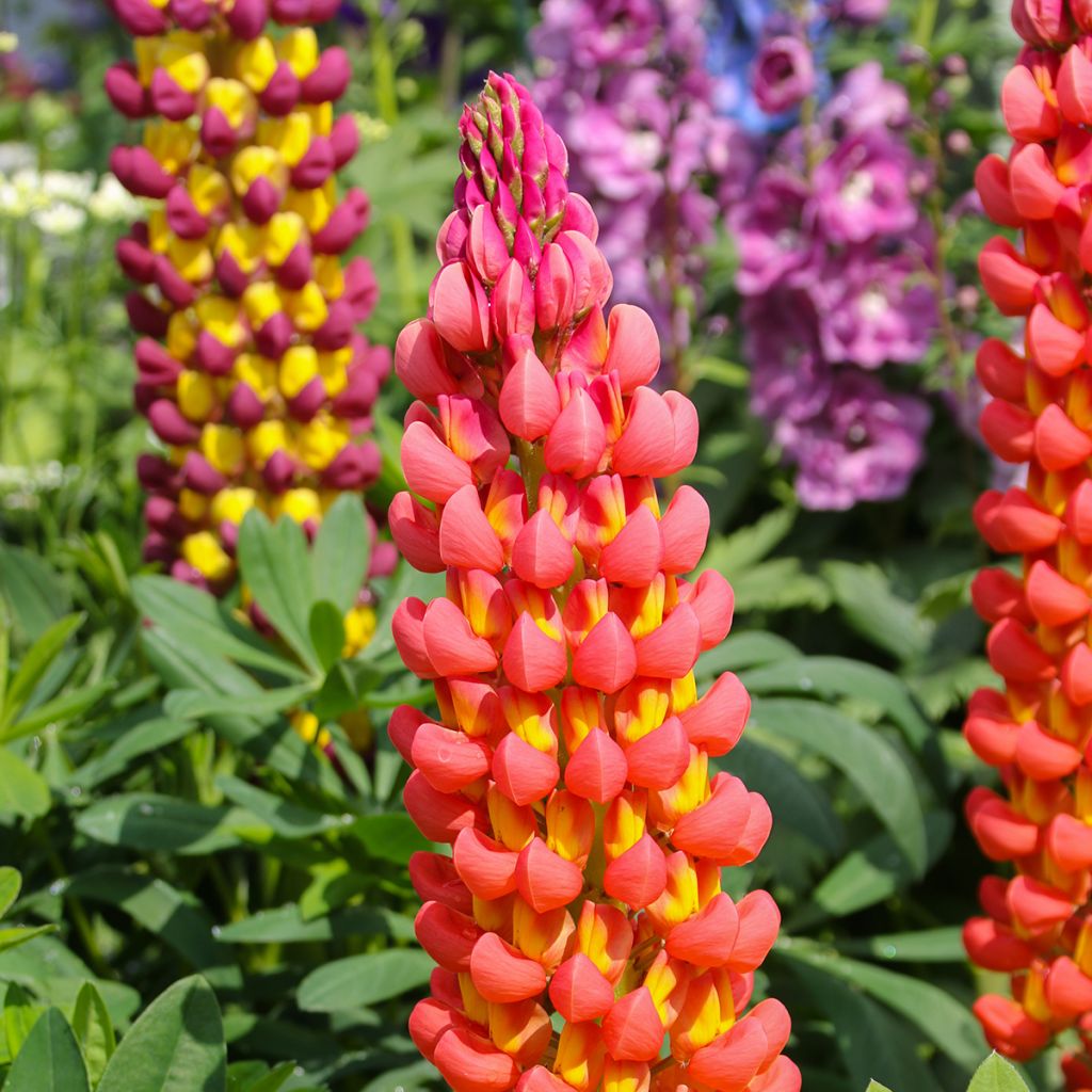 Lupinus polyphyllus West Country Towering Inferno