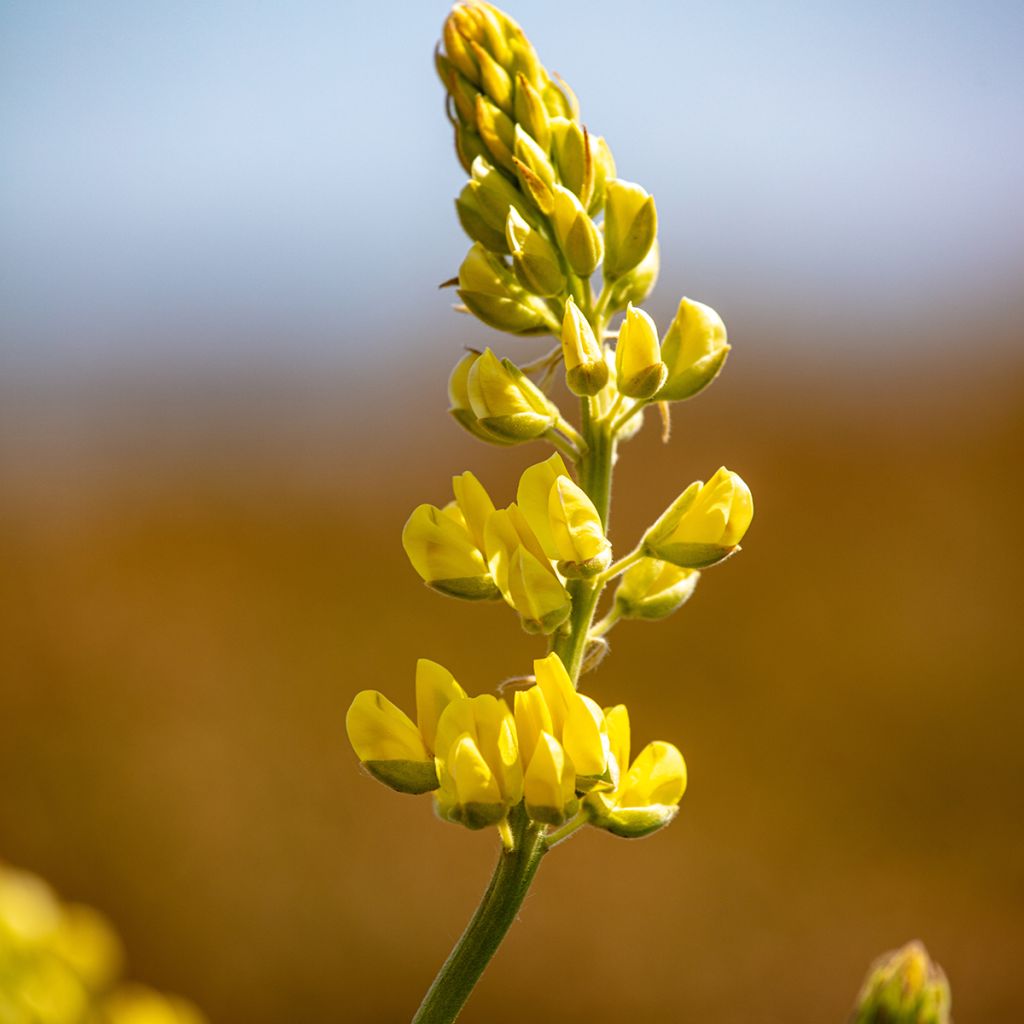 Lupinus arboreus