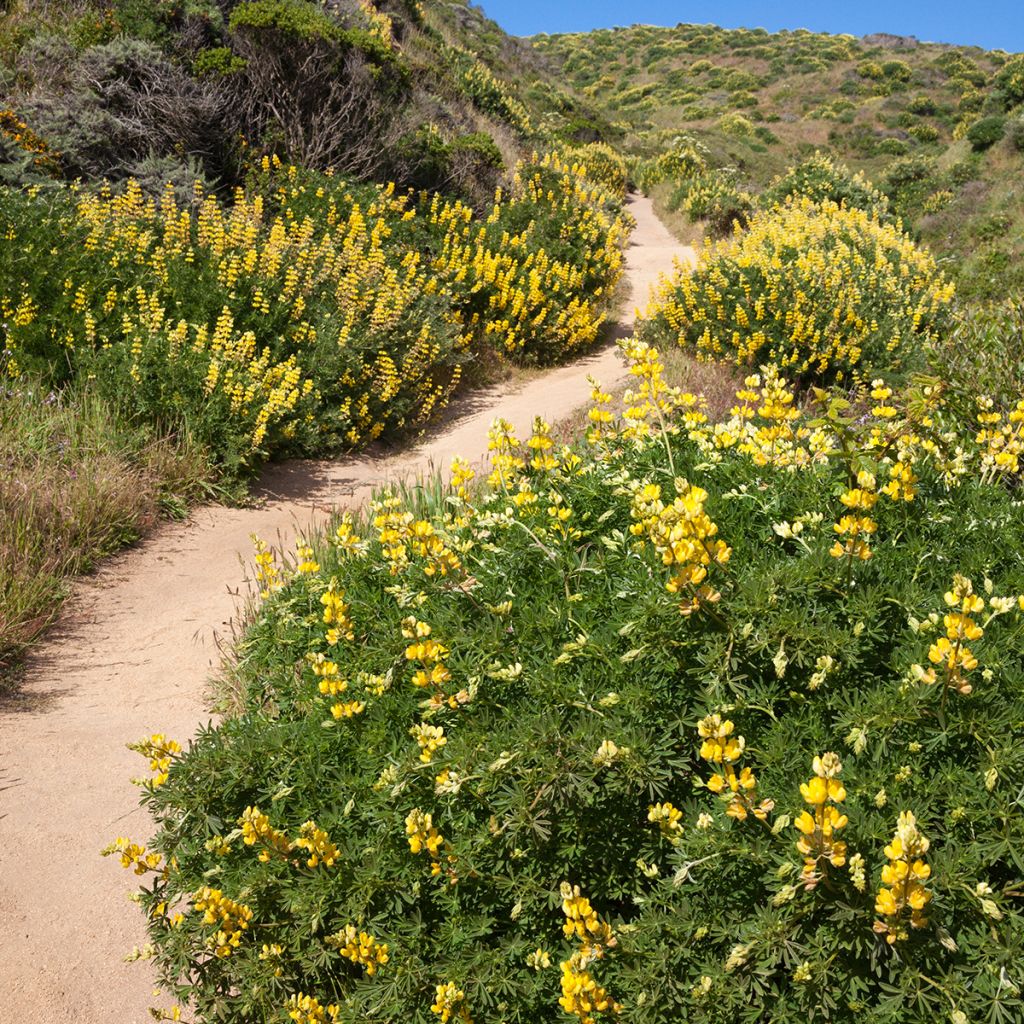 Lupinus arboreus