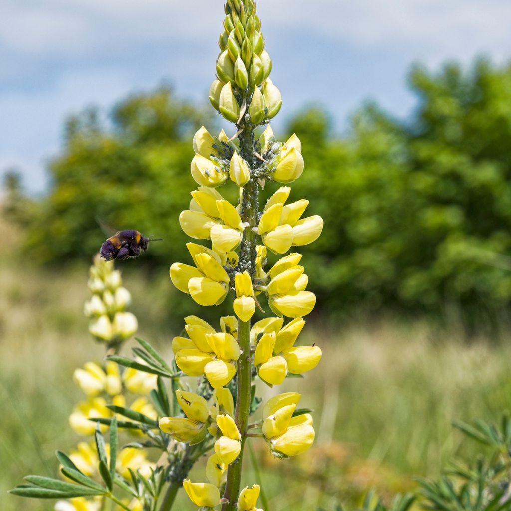 Lupinus arboreus