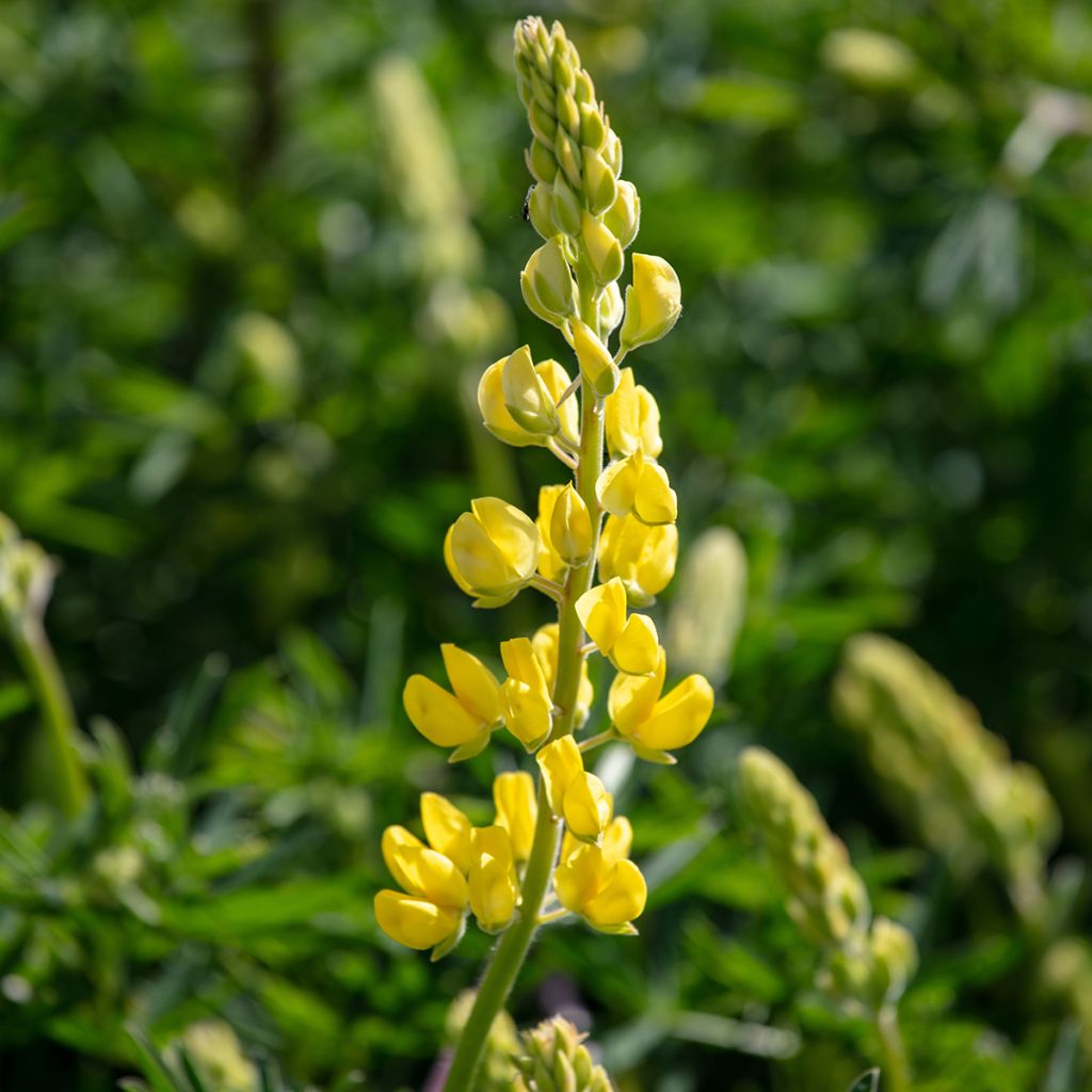 Lupinus arboreus