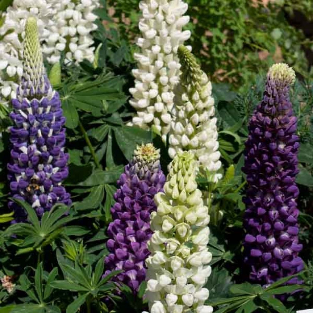 Lupinus Gallery Blue