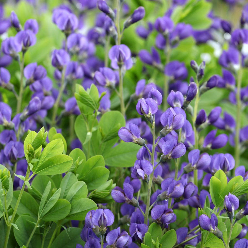 Baptisia Purple Smoke - False Indigo