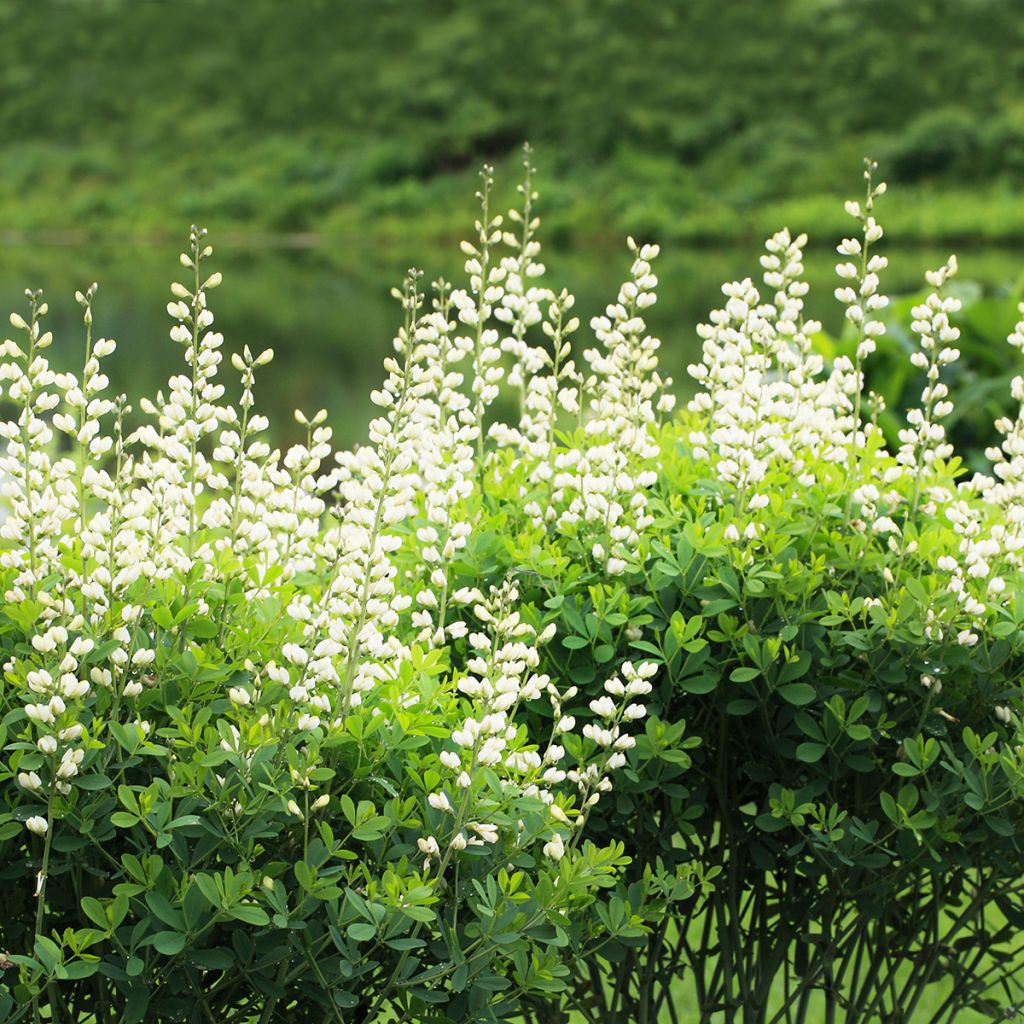 Baptisia australis Alba - False Indigo