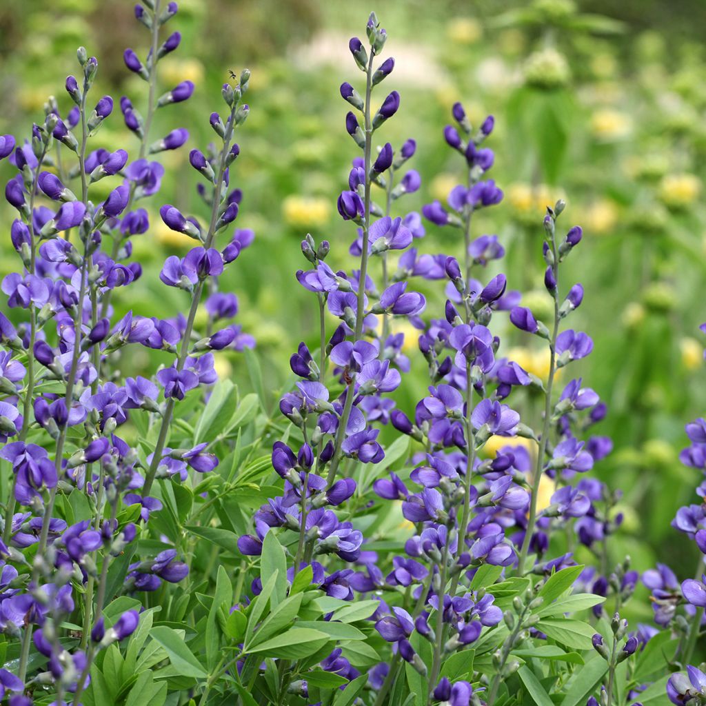 Baptisia australis - False Indigo