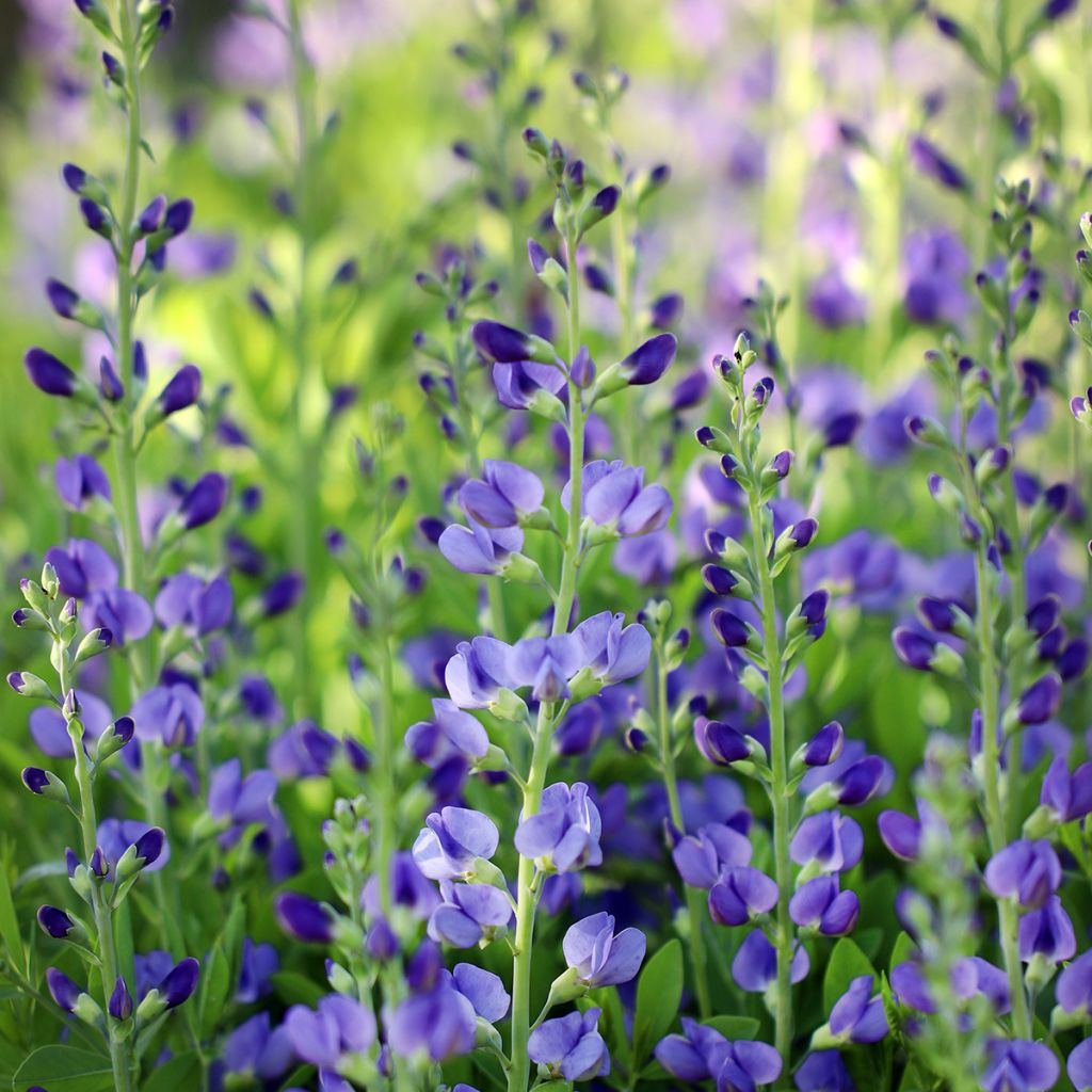 Baptisia australis - False Indigo