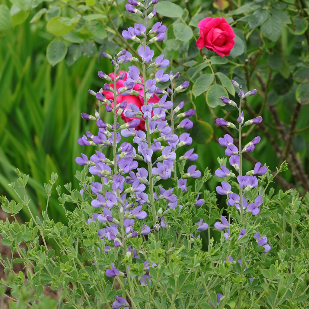 Baptisia australis - False Indigo