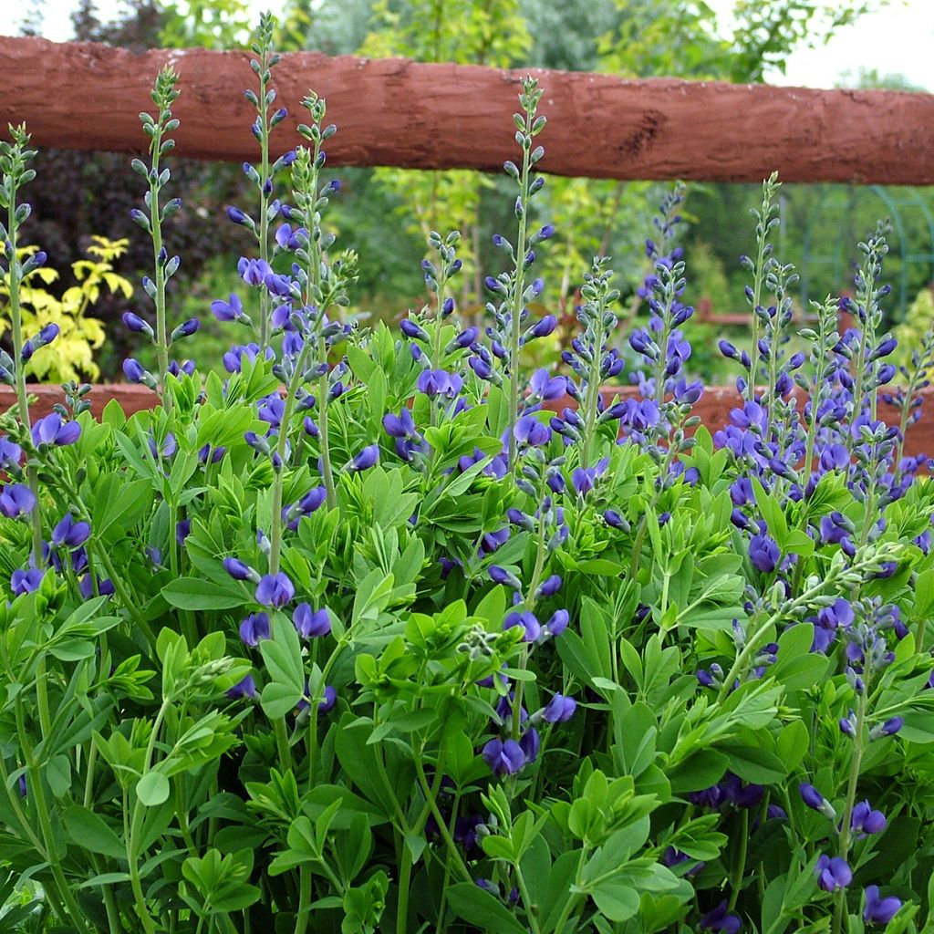 Baptisia australis - False Indigo