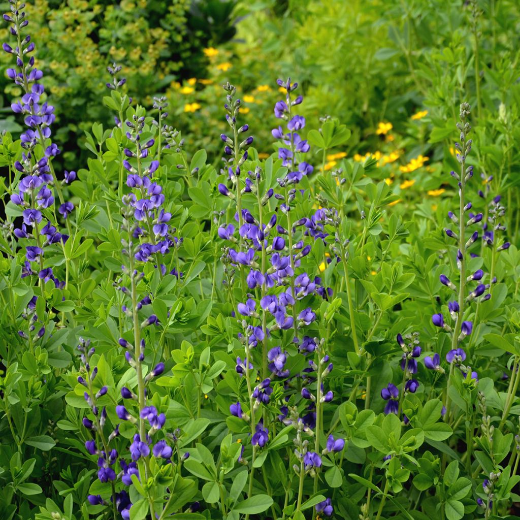 Baptisia australis - False Indigo