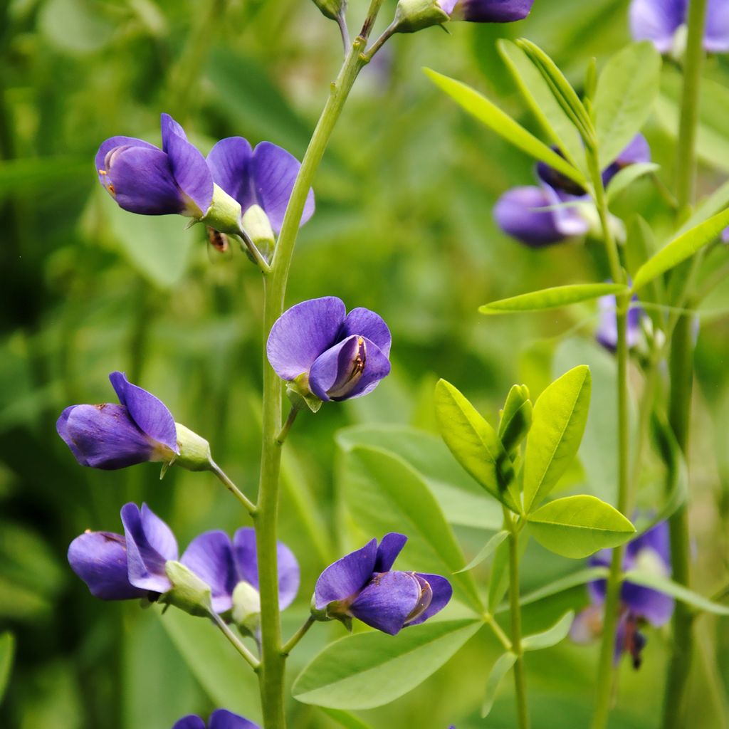 Baptisia australis - False Indigo