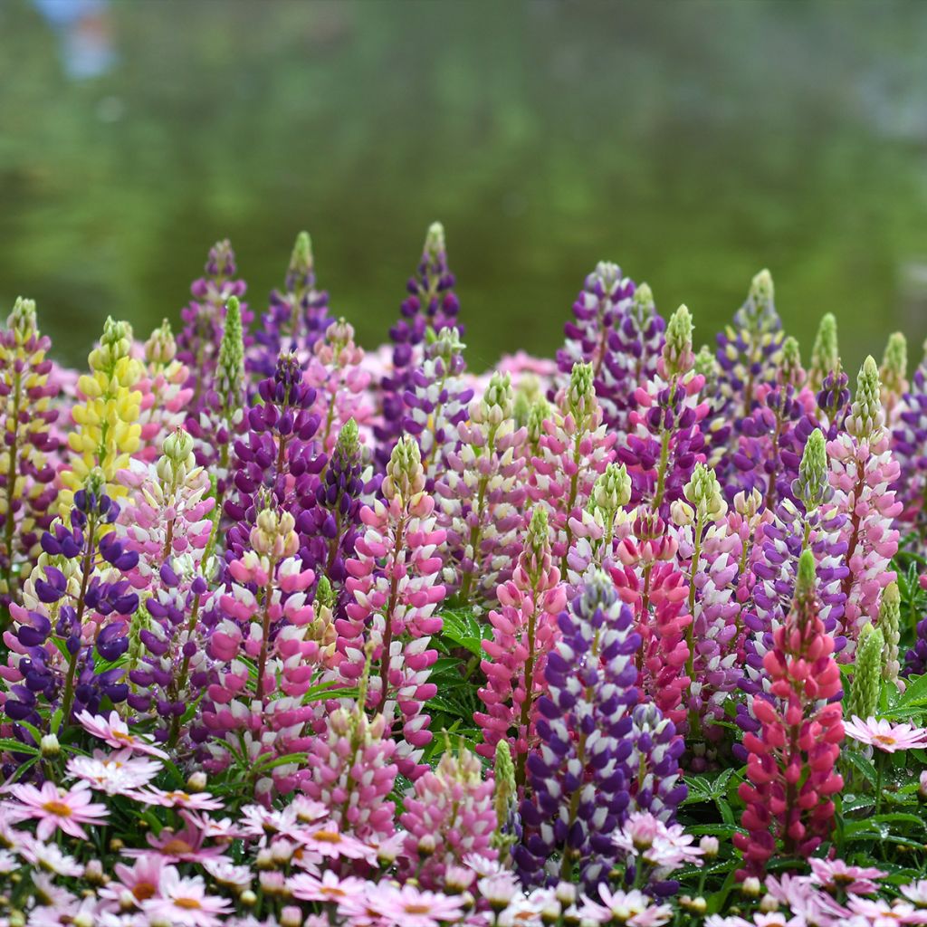 Lupinus Minaret (Minarette) - Lupin