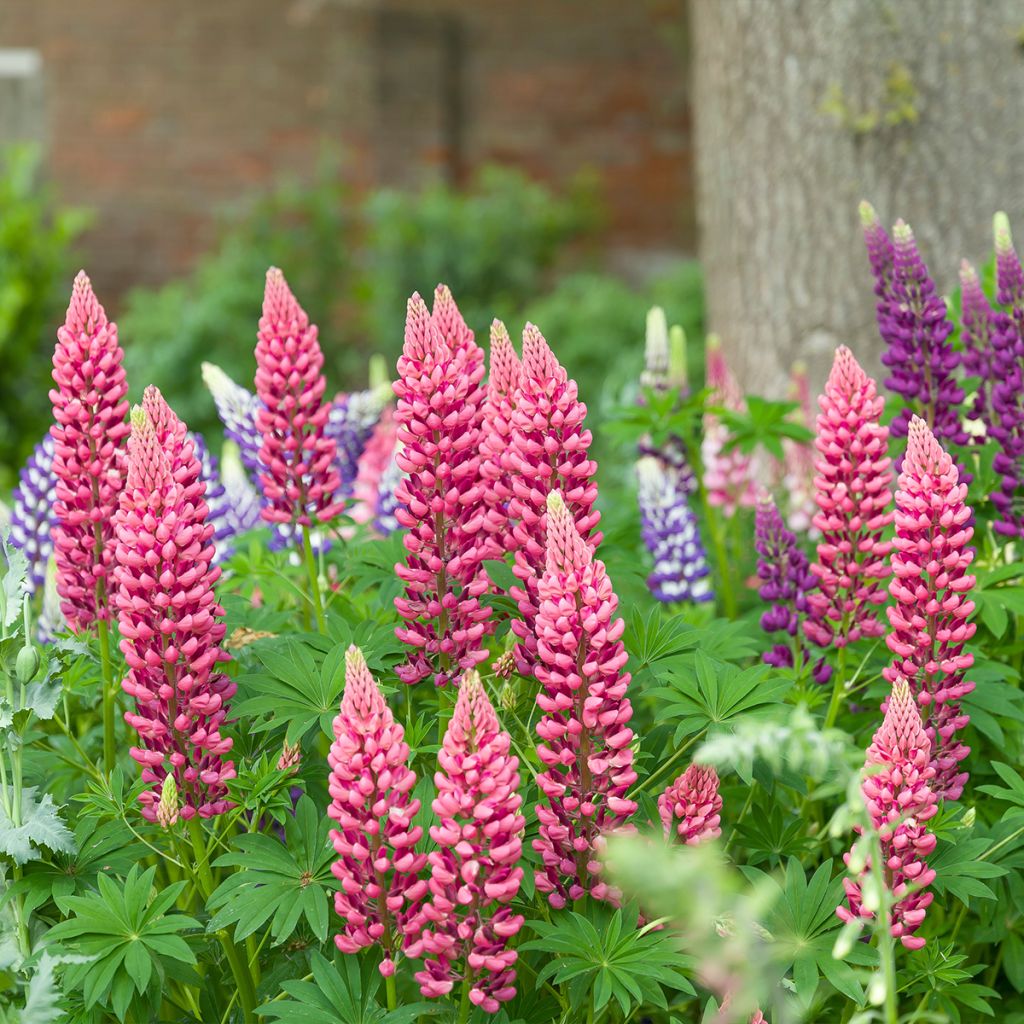 Lupinus Minaret (Minarette) - Lupin